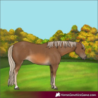 Horse Color:Chocolate Palomino 