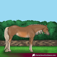 Horse Color:Chocolate Palomino 
