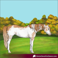 Horse Color:Chestnut Splash Frame Rabicano and Chestnut Splash Frame Rabicano