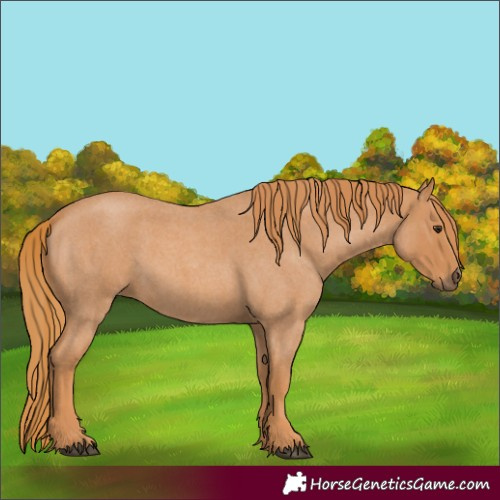 Horse Color:Red Roan 