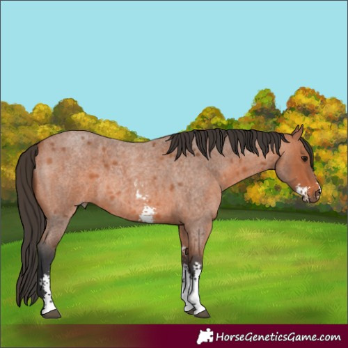 Horse Color:Bay Roan Sabino 