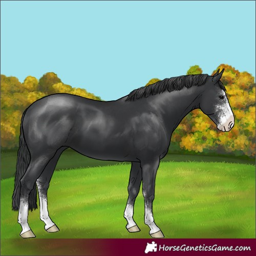 Horse Color:Black Sabino 