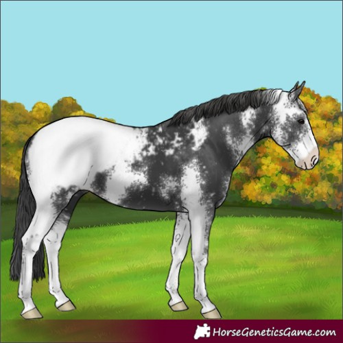 Horse Color:Black Sabino Appaloosa 