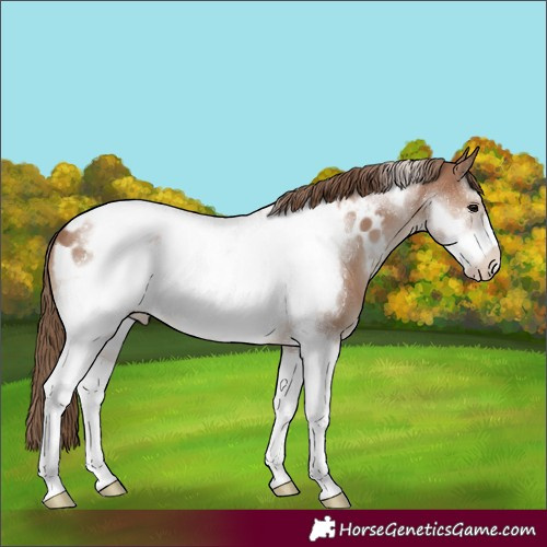 Horse Color:Black Pearl Sabino Tobiano Frame Appaloosa 