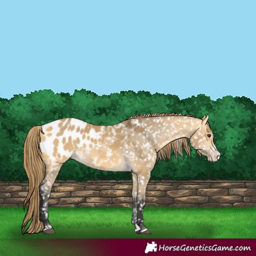 Horse Color:Buckskin Dun Splash Blanket 