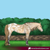 Horse Color:Buckskin Dun Splash Appaloosa 