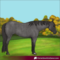 Horse Color:Smoky Blue Roan 