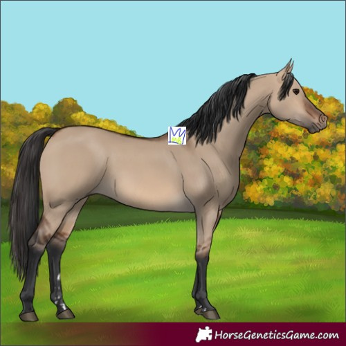 Horse Color:Brown Dun 