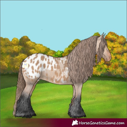 Horse Color:Bay Dun Blanket 