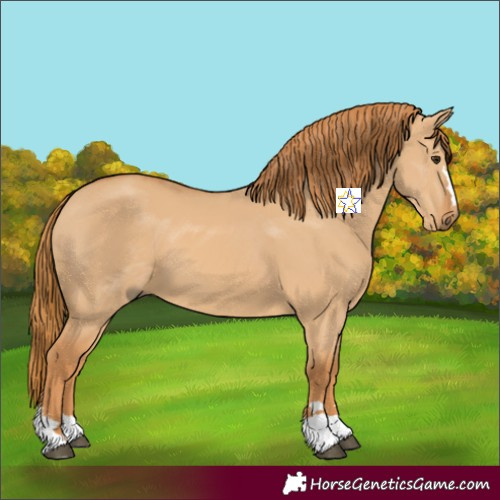 Horse Color:Red Dun 