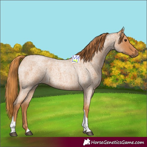 Horse Color:Red Roan Tobiano