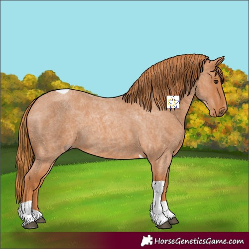 Horse Color:Red Roan Tobiano 