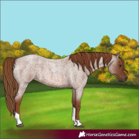 Horse Color:Red Roan Tobiano 