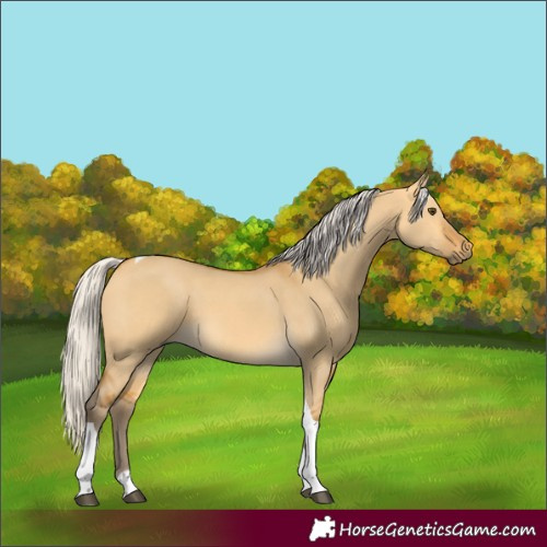 Horse Color:Silver Buckskin Dun Tobiano 