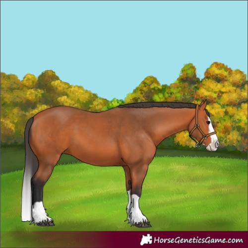 Horse Color:Bay Splash 