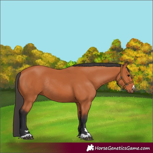 Horse Color:Bay Rabicano 