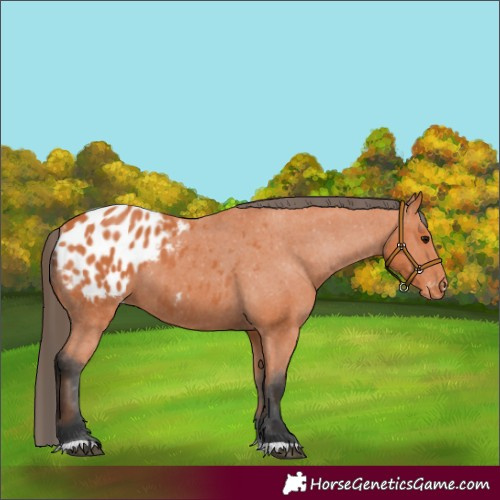 Horse Color:Bay Appaloosa 