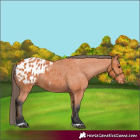 Horse Color:Bay Appaloosa 