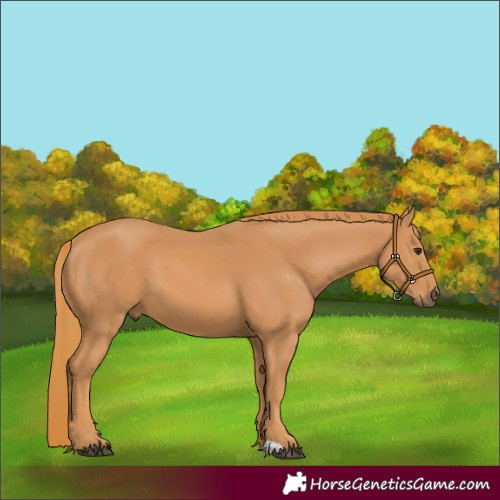 Horse Color:Chestnut 