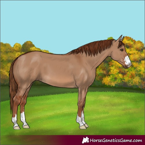 Horse Color:Red Dun