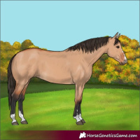 Horse Color:Bay Dun 