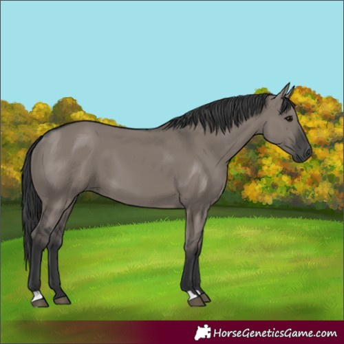 Horse Color:Grullo 