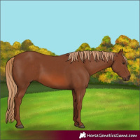 Horse Color:Chestnut 