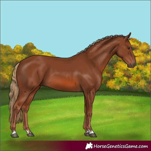 Horse Color:Chestnut 