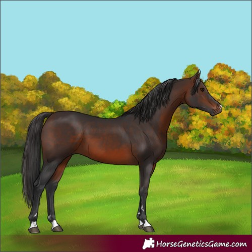 Horse Color:Brown 