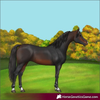 Horse Color:Brown 