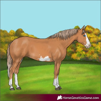 Horse Color:Chestnut Splash Frame 