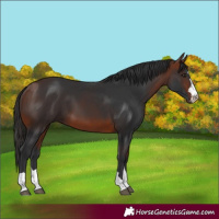 Horse Color:Bay 