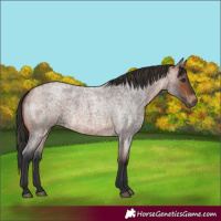 Horse Color:Bay Roan 