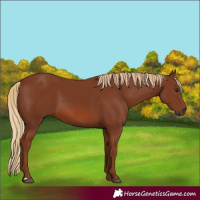 Horse Color:Chestnut 