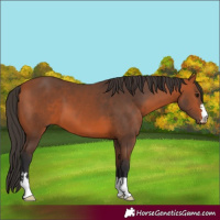 Horse Color:Bay 