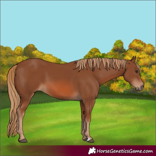 Horse Color:Chestnut 