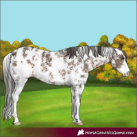 Horse Color:Liver Chestnut Sabino Appaloosa 