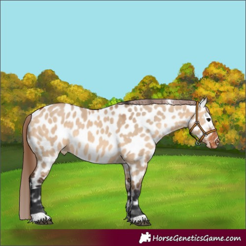 Horse Color:Bay Dun Near Leopard Rabicano 