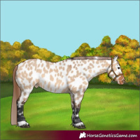 Horse Color:Bay Dun Near Leopard Rabicano 