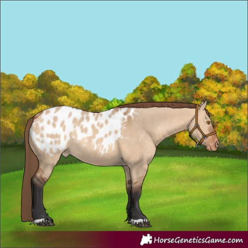Horse Color:Bay Dun Appaloosa Rabicano 