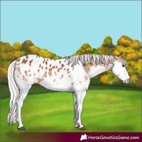 Horse Color:Silver Bay Splash Near Leopard 