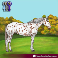Horse Color:Chestnut Appaloosa 