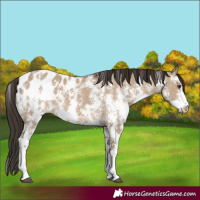 Horse Color:Liver Red Dun Sabino Appaloosa 