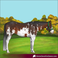 Horse Color:Brown Sabino 