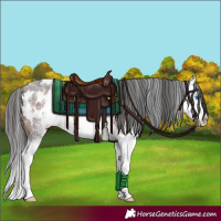 Horse Color:White Spotted Brown Splash Appaloosa 
