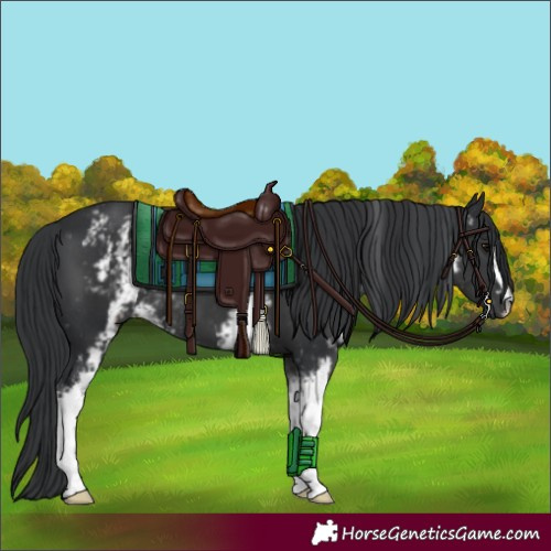 Horse Color:White Spotted Black 