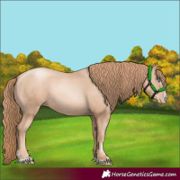Horse Color:Gold Champagne Pearl Rabicano and Gold Champagne Pearl Rabicano