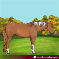 Horse Color:Chestnut Tobiano 