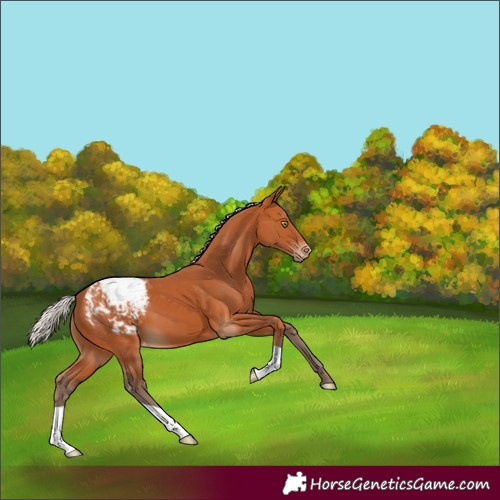 Horse Color:Silver Bay Appaloosa 