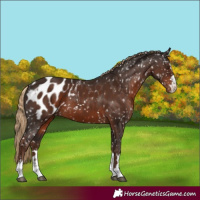 Horse Color:Liver Chestnut Appaloosa 